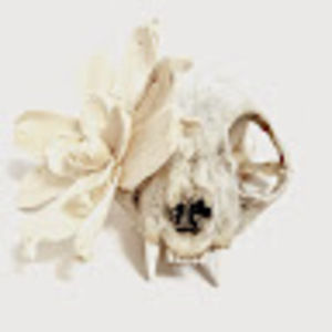 Meet your Posher, Dicer